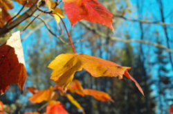 Fall leaves