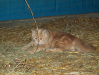 enjoying playing in the straw