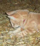 mighty hunter