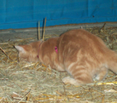 pounce!