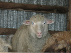 The cute sheep