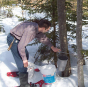 Checking for sap