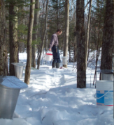 Collecting the sap