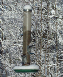 chickadee