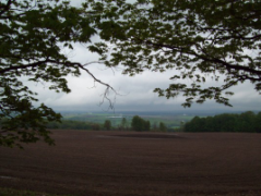 The view