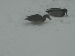 A pair of mallards