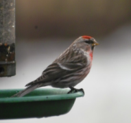 a male redpoll