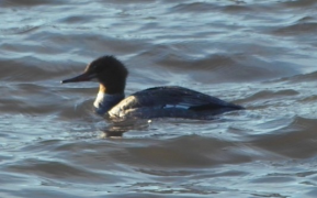 A Common Merganser on Lac des Nations