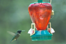 ruby-throated hummingbird