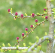 larch cones