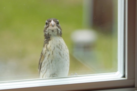 Could you open this window, please?