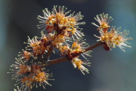 maple tree flowers