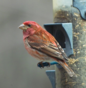 a male purple finch