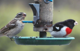 a pair of rose-breasted grossbeaks