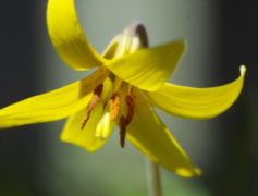 yellow trout lily