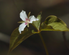 great white trillium