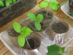 cucumber plants