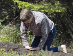 planting