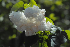 lilacs
