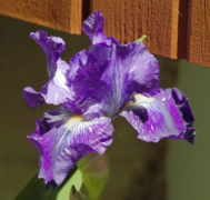 an iris