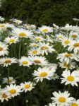 daisies