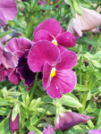 pansies