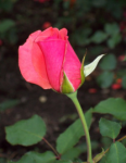 a rose