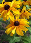 black-eyed susans