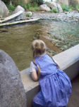fascinated by the Arctic ducks