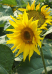sunflowers