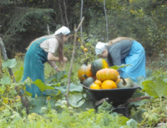 Picking pumpkins