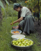 tomato triage