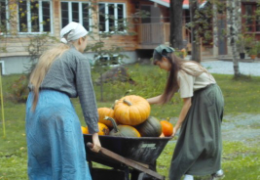 a good crop of pumpkins