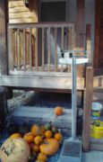 weighing the pumpkins