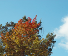 fall colours