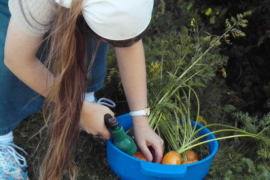 a few of the carrots being washed