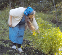 harvesting basil - it took pruning shears