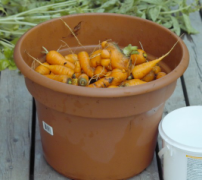18 lbs of carrots