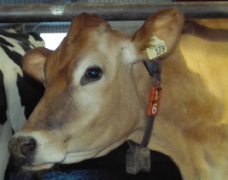 cow 16