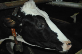 cow 18