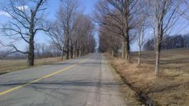 tree-bordered road