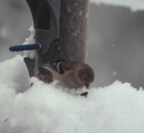 winter goldfinch