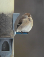 american goldfinch, winter colours