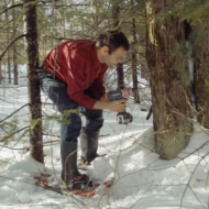 tapping a maple