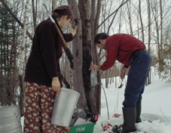 tapping trees