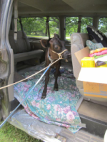 Arriving at the home