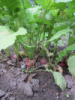 radishes