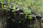 sprouting up