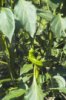 chili peppers