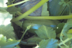 unknown compost pile vegetable